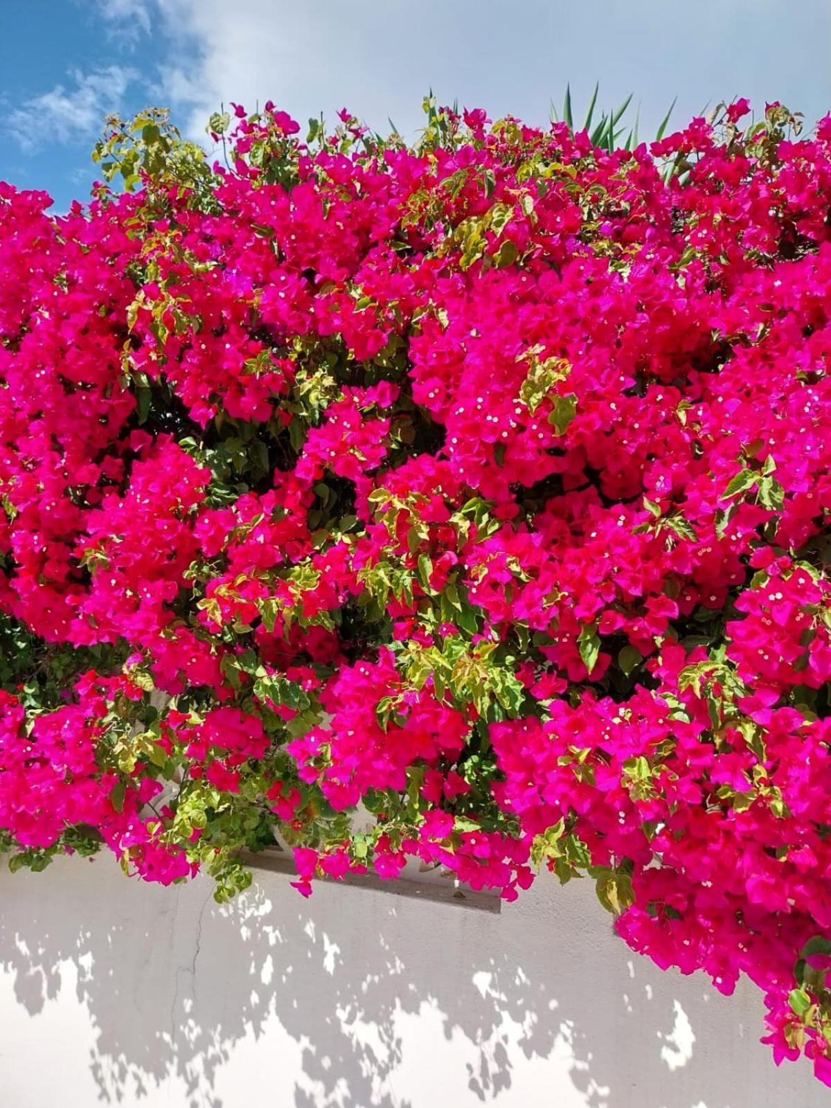 Villa El Salam Campo Mijas Фуeнхирола Екстериор снимка